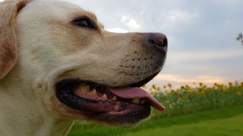 Close-up of dog against sky