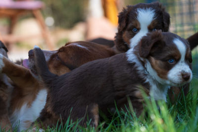 Portrait of two dogs on field