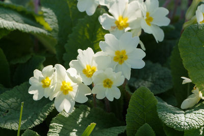 Close-up of white flowering plant