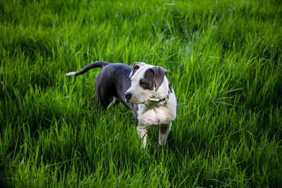 View of dog running on grass