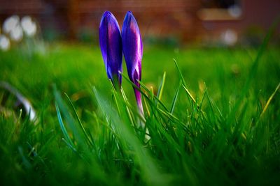 Close-up of purple crocus flower on field