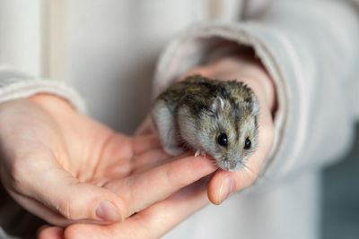 Girl is holding hamster in her hands. child's hands with a hamster close up