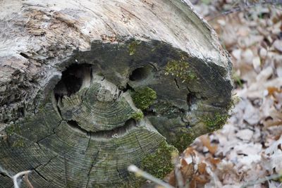 Close-up of tree trunk