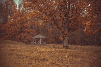 Trees growing in field during autumn