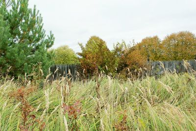 Plants growing on field against sky