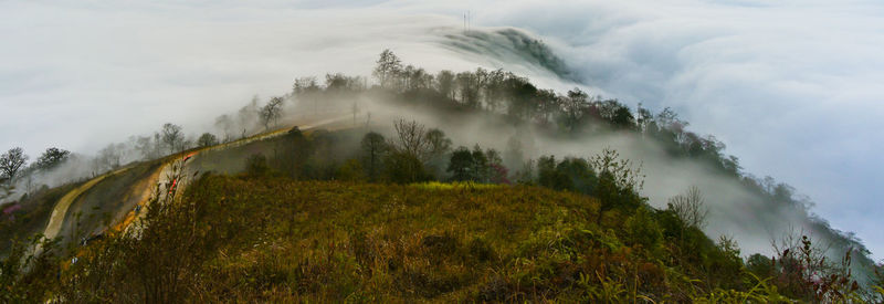 Panoramic view of trees on landscape against sky