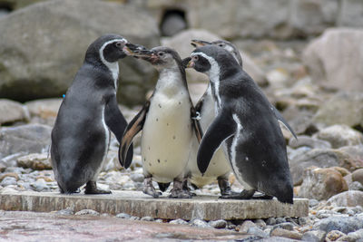 High angle view of penguins on rock