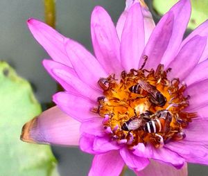 Close-up of bee on flower