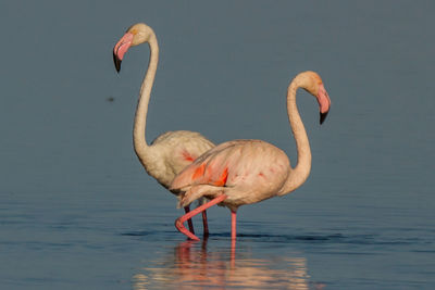 Flamingos drinking water in lake