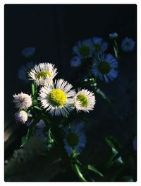 Close-up of white daisy flowers