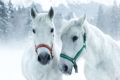 Horses standing in forest during winter