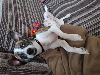 Dog relaxing on sofa