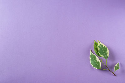 Close-up of plant against white background