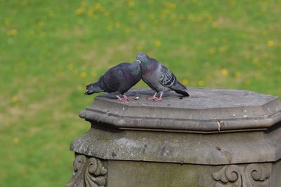 Close-up of pigeons on sculpture at bryant park