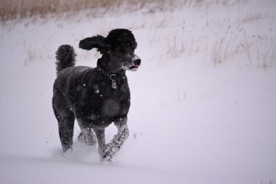 Dog on wet field during winter