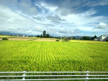 Scenic view of agricultural field against sky