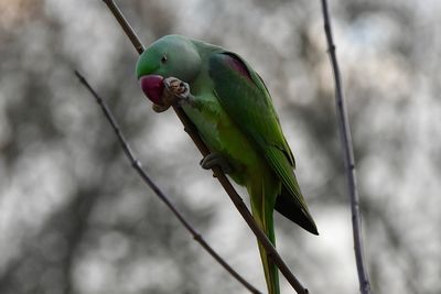 Close-up of alexandrine parakeet perching on branch