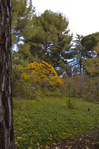 Trees growing in a park