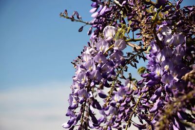 Low angle view of flowering plant against sky
