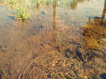 Reflection of trees in water