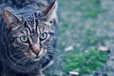 Close-up portrait of cat