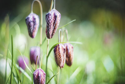 Close-up of purple flowers