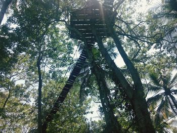 Low angle view of tree