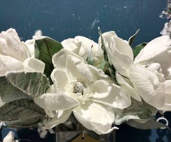 Close-up of snow covered plants