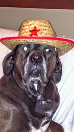 Close-up portrait of dog