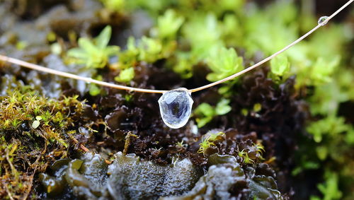 Close-up of ice on twig