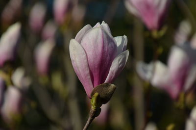 Close-up of pink rose flower buds