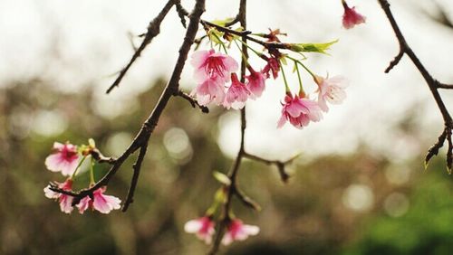 Close-up of pink flowers