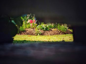 Close-up of potted plant