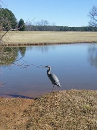 Birds in calm water