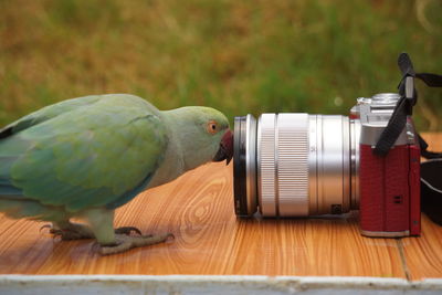 Close-up of parrot perching on table