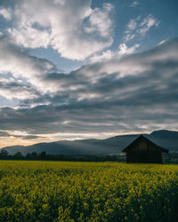 View of yellow flowering plants on field against cloudy sky