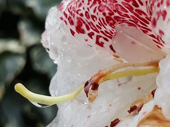 Close-up of white rose on ice cream