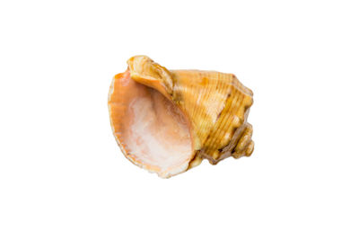 Close-up of seashell against white background