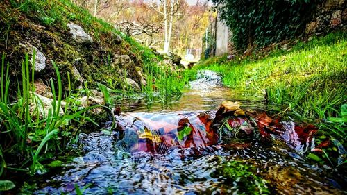 Stream flowing through a forest