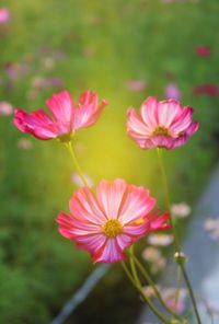 Close-up of pink cosmos flowers blooming outdoors