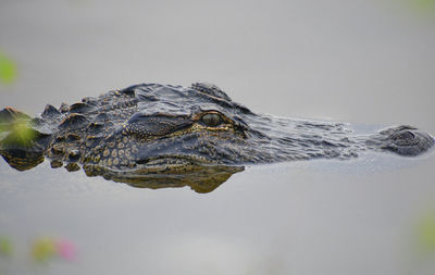 Close-up of a turtle in the sea