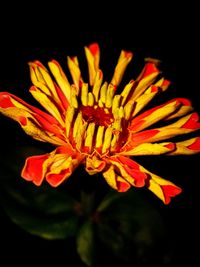 Close-up of yellow flower blooming against black background