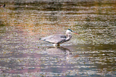 Side view of a bird in water