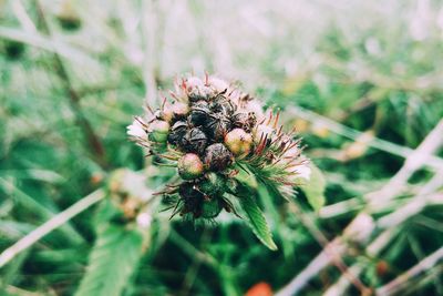 Close-up of fresh plant in field