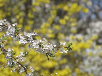 Close-up of flowers on branch