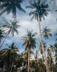 Low angle view of palm trees against sky