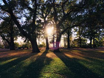 Sunlight streaming through trees in park