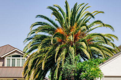 Low angle view of palm tree against sky