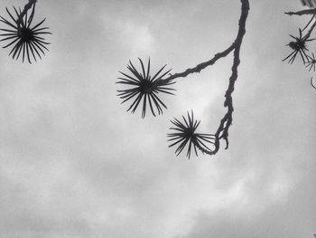 Close-up of plant against sky