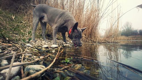 Dog looking at lake